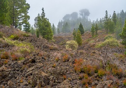 Teide NP 4